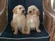 Golden Retriever Puppies for sale in Springfield, MO, USA. price: $850