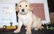 Golden Retriever Puppies for sale in Washington, DC, USA. price: NA