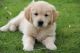 Golden Retriever Puppies for sale in Alexander City, AL, USA. price: NA