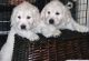 Golden Retriever Puppies for sale in New Haven, CT, USA. price: $450