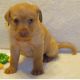 Golden Retriever Puppies for sale in Agoura Hills, CA, USA. price: NA