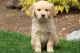 Golden Retriever Puppies for sale in New York, NY, USA. price: NA