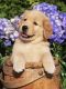 Golden Retriever Puppies for sale in Accomac, VA 23301, USA. price: NA