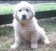 Golden Retriever Puppies for sale in Rochester, NY, USA. price: $500