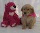 Golden Retriever Puppies for sale in Boise, ID, USA. price: NA