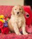Golden Retriever Puppies for sale in Anguilla, MS 38721, USA. price: NA