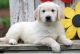 Golden Retriever Puppies for sale in Hanford, CA 93230, USA. price: NA