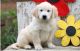 Golden Retriever Puppies for sale in Hanford, CA 93230, USA. price: NA