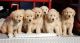 Golden Retriever Puppies for sale in Berkeley, CA, USA. price: NA