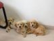 Golden Retriever Puppies for sale in Berkeley, CA, USA. price: NA