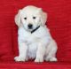 Golden Retriever Puppies for sale in Des Moines, IA, USA. price: NA