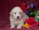 Golden Retriever Puppies for sale in St Pete Beach, FL, USA. price: NA