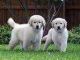Golden Retriever Puppies for sale in Central Square, NY 13036, USA. price: NA