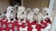 Golden Retriever Puppies for sale in Alpine, UT 84004, USA. price: $1,495