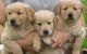 Golden Retriever Puppies for sale in Fairfield, CA, USA. price: $630
