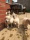Golden Retriever Puppies for sale in London, UK. price: 250 GBP