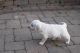 Golden Retriever Puppies for sale in Des Moines, IA, USA. price: NA
