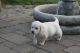 Golden Retriever Puppies for sale in Topeka, KS, USA. price: NA