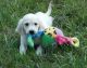Golden Retriever Puppies for sale in Bay City, OR 97107, USA. price: NA