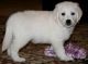 Golden Retriever Puppies for sale in Newark, NJ, USA. price: NA