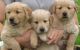 Golden Retriever Puppies for sale in Paterson, NJ, USA. price: $850