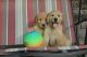 Golden Retriever Puppies for sale in Millersburg, OH 44654, USA. price: $750