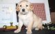 Golden Retriever Puppies for sale in Groton, CT, USA. price: $500