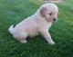 Golden Retriever Puppies for sale in Rochester, NY, USA. price: $370