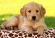Golden Retriever Puppies for sale in Anaheim, CA, USA. price: NA