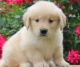 Golden Retriever Puppies for sale in Savannah, GA, USA. price: NA