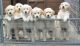 Golden Retriever Puppies for sale in Santa Rosa, CA, USA. price: NA