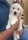 Golden Retriever Puppies for sale in Del Rio, TX 78840, USA. price: NA