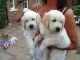 Golden Retriever Puppies for sale in Arlington, TX, USA. price: $450