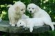 Golden Retriever Puppies for sale in Dennysville, ME, USA. price: NA