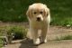 Golden Retriever Puppies for sale in Auburndale, FL, USA. price: NA