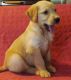 Golden Retriever Puppies for sale in Omaha, NE, USA. price: $400
