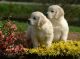 Golden Retriever Puppies for sale in Livingston, MT 59047, USA. price: NA