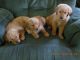 Golden Retriever Puppies for sale in East Los Angeles, CA, USA. price: NA