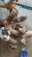 Golden Retriever Puppies for sale in Chino, CA, USA. price: NA