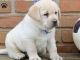 Golden Retriever Puppies for sale in Compton, CA, USA. price: NA