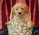 Golden Retriever Puppies for sale in Concord, CA, USA. price: NA