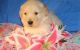 Golden Retriever Puppies for sale in Aptos, CA 95003, USA. price: NA