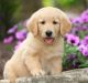 Golden Retriever Puppies for sale in Martensdale, IA, USA. price: NA