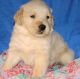 Golden Retriever Puppies for sale in Ducor, CA 93218, USA. price: $500