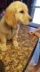 Golden Retriever Puppies for sale in Davenport, IA, USA. price: NA