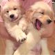 Golden Retriever Puppies for sale in Decatur, GA 30030, USA. price: NA