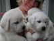 Golden Retriever Puppies for sale in Green Forest, AR 72638, USA. price: NA