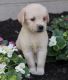Golden Retriever Puppies for sale in Baywood-Los Osos, CA 93402, USA. price: NA