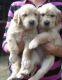 Golden Retriever Puppies for sale in St. Petersburg, FL, USA. price: NA