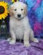 Golden Retriever Puppies for sale in Washington, VA 22747, USA. price: NA